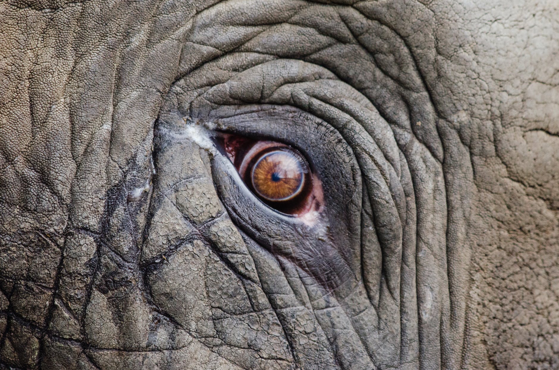 Lament song by elephant