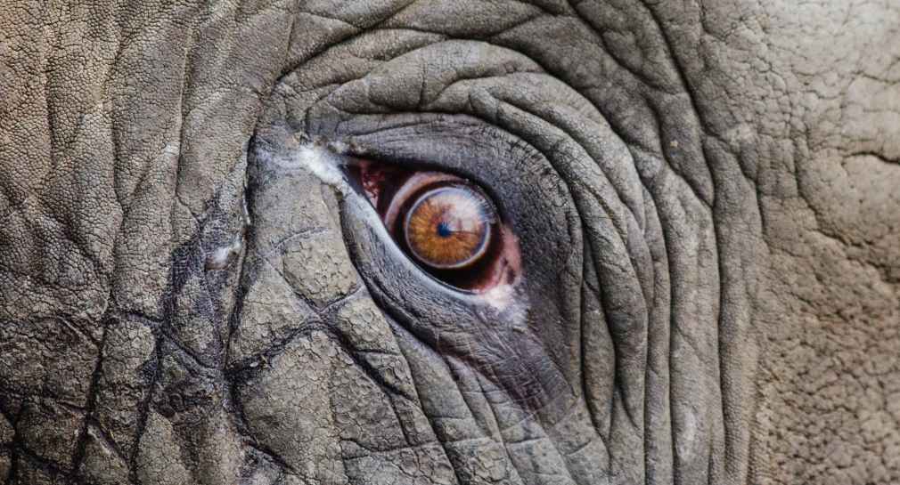 Lament Song by Elephant Poetry blog By Ranvling.com. 蓝铃 ランリン